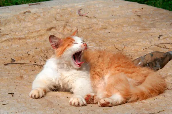 Yawning Cat Campsite Fez Morocco — Stock Photo, Image