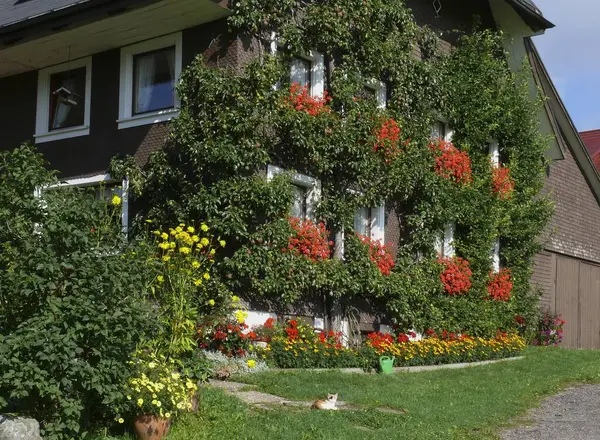Völlig Mit Birnen Und Blumen Bewachsene Hauswand Titisee Schwarzwald Baden — Stockfoto