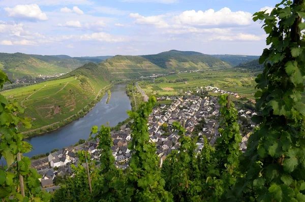 Rhineland Palatinate Bremm Moselle District Cochem Zell Moselle Bend — Stock Photo, Image