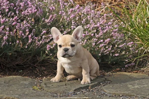 French bulldog, 10 weeks old, colour faun, sitting in front of Erika (snow heath)