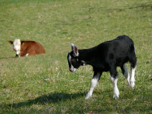 Chèvres Noires Blanches Vache Dans Pâturage — Photo