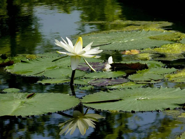 Zoological Botanical Garden Wilhelma Stuttgart Water Lily Pond — Stock Photo, Image