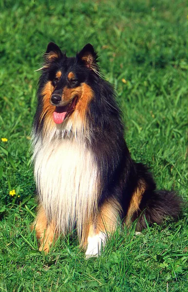Collie Longhaired Scottish Sheepdog Collie Rough — Stock Photo, Image