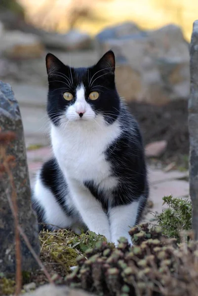Černá Bílá Kočka Hraje Zahradě Zblízka Pohled — Stock fotografie