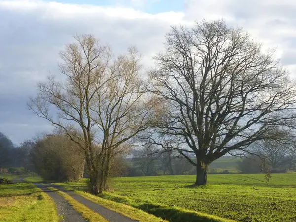 モールブロン バーデン ウォルテンベルク ドイツ カントリーレーンに対する意志木のオークツリー — ストック写真