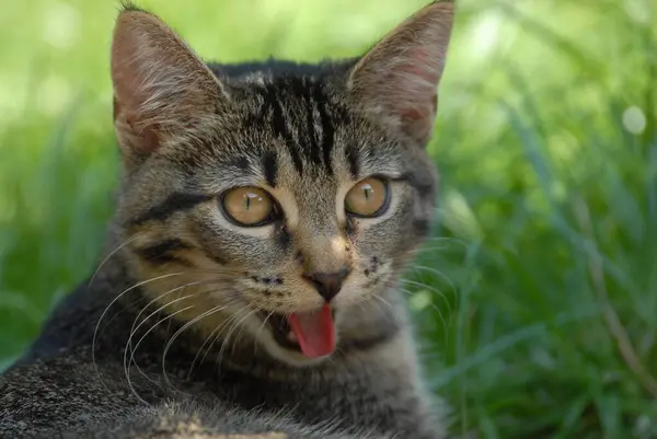 가정용 고양이 Tabby 잔디에 초상화 고양이 짧은머리 고양이 Felis Silvestris — 스톡 사진