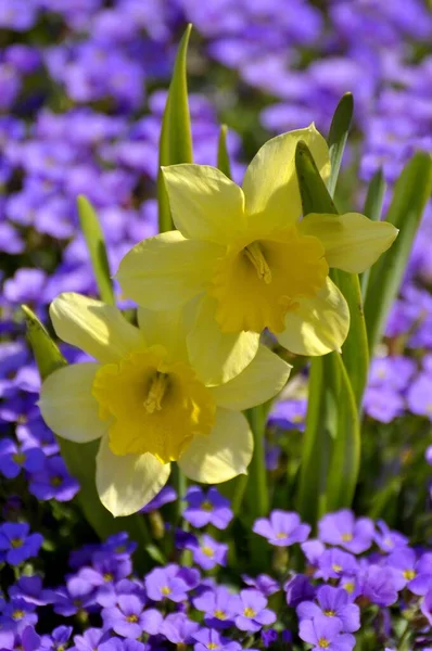 Daffodil Flowers Meadow — Stock Photo, Image