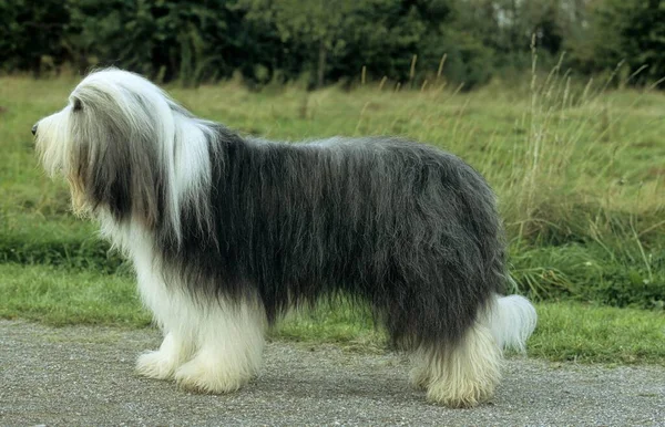 Bearded Collie Highland Collie Mountain Collie Hairy Mou Collie Fci — Stock Photo, Image