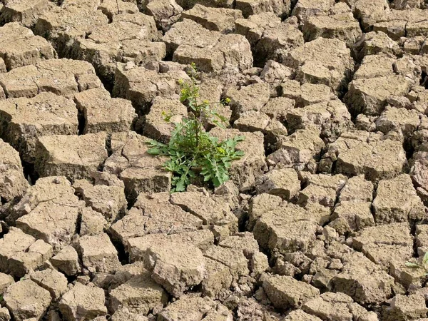 Cracks Parched Earth Great Drought Weeds Fade Torn Earth Dried — Stock Photo, Image