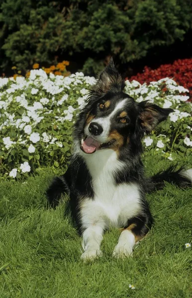 Красивая Пограничная Колли Собака Фоне Природы — стоковое фото