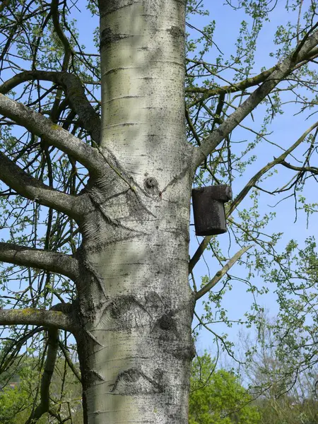 Fågelholk Träd — Stockfoto