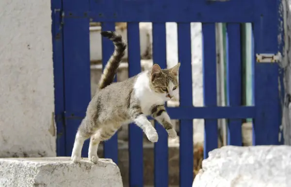 Kot Domowy Skacze Przed Niebieskimi Drewnianymi Drzwiami Tinos Island Cyklady — Zdjęcie stockowe