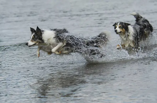 Border collie jumps through the water