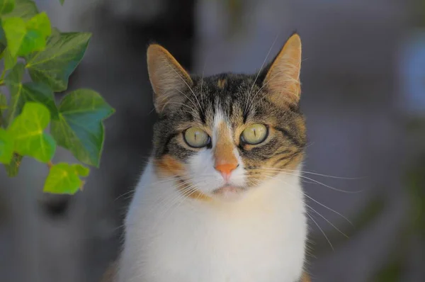 Gato Com Olhos Amarelos Jardim — Fotografia de Stock