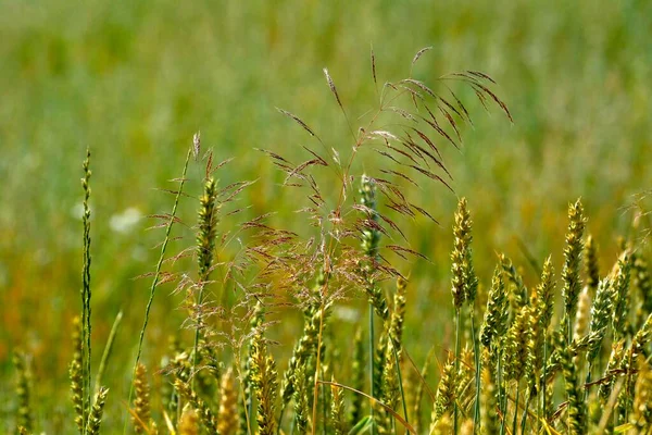 Травы Пшеничном Поле — стоковое фото