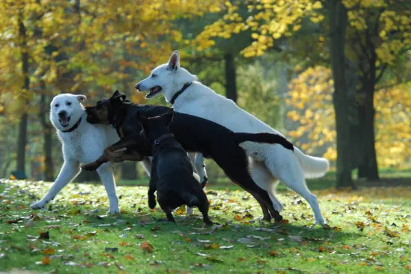 Two White Swiss Shepherd domestic dogs (canis lupus berger blanc suisses (Berger Blanc Suisse) and black mixed breed dogs play together, FCI Standard No. 347 (provisional), two White Swiss Shepherd Dogs and black mixed breed dogs play together