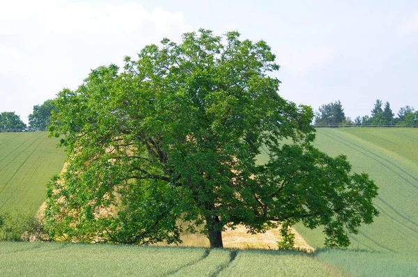 Пшеничное Поле Ореховое Дерево Персидский Орех Juglans Regia — стоковое фото
