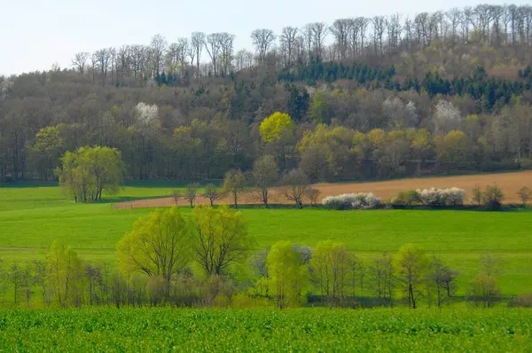 Maulbronn Луговой Пейзаж Весной — стоковое фото