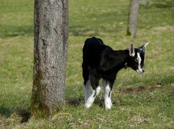 Young Goat Meadow Black White — Stock Photo, Image