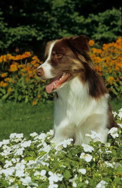 Mooie Border Collie Hond Natuur Achtergrond — Stockfoto