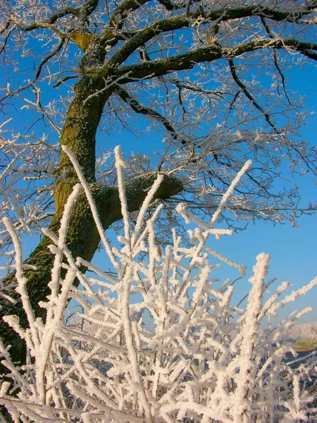 Πρώτος Παγετός Κλαδιά Δέντρων Χειμερινό Τοπίο — Φωτογραφία Αρχείου