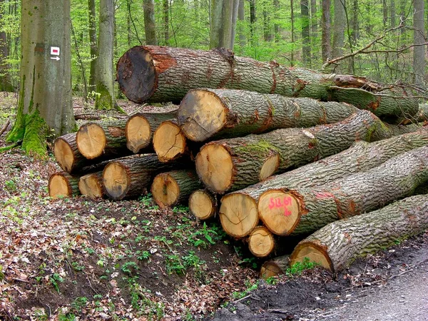 Logs, wood storage in forest