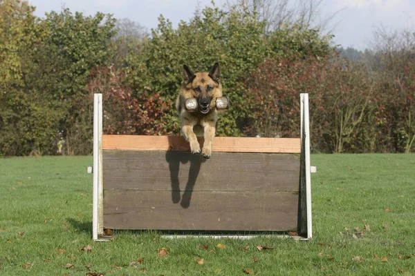 German shepherd dog jumps over a wooden wall with a wooden bone in its mouth