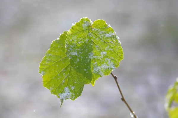 Liście Orzechów Laskowych Śniegu Lasem Liściastym Zimie — Zdjęcie stockowe