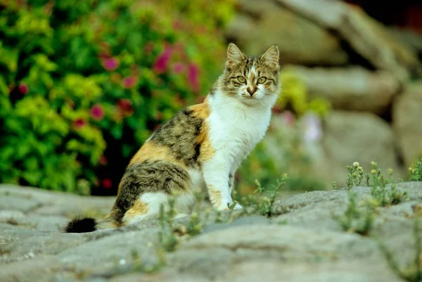 Czerwono Biały Czarny Kot Paski Kotek Siedzi Kamieniu — Zdjęcie stockowe