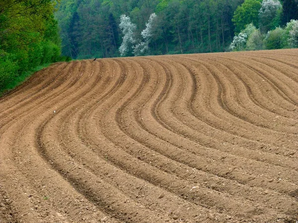 Aardappelveld Vers Beplant Veldpad Bij Vaihingen — Stockfoto