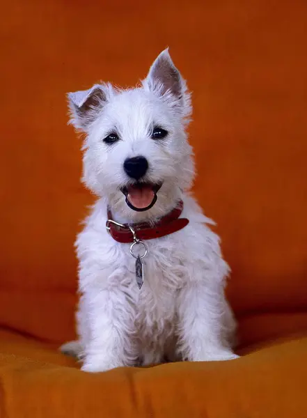 West Highland White Terrier Puppy — Stockfoto