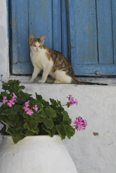 Kot Domowy Tortie Tabby Biały Siedzi Przed Niebieską Migawką Tinos — Zdjęcie stockowe
