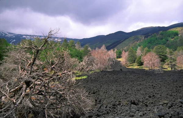 Flusso Lava Alberi Bruciati — Foto Stock
