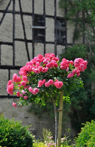 Роза Цветущая Саду — стоковое фото