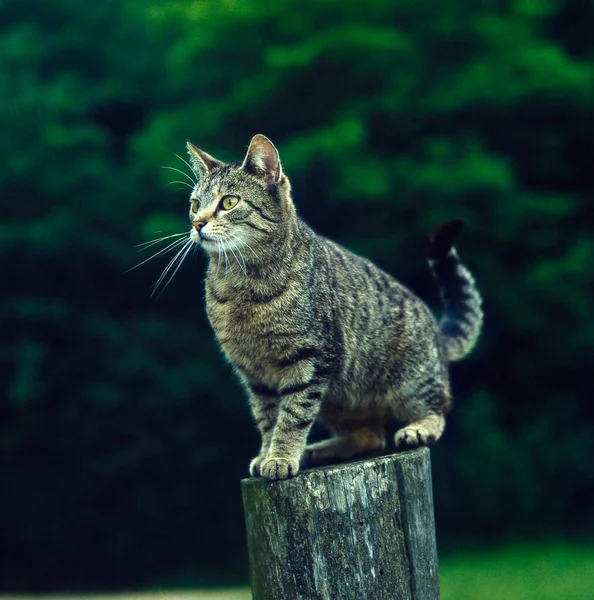 Gato Doméstico Tabby Tronco Árbol — Foto de Stock