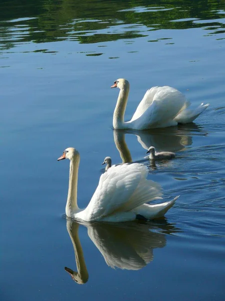 Сван Гавеле Рядом Мбаппе Мбаппе Лебедь Озере Лебедь Воде Лебедь — стоковое фото