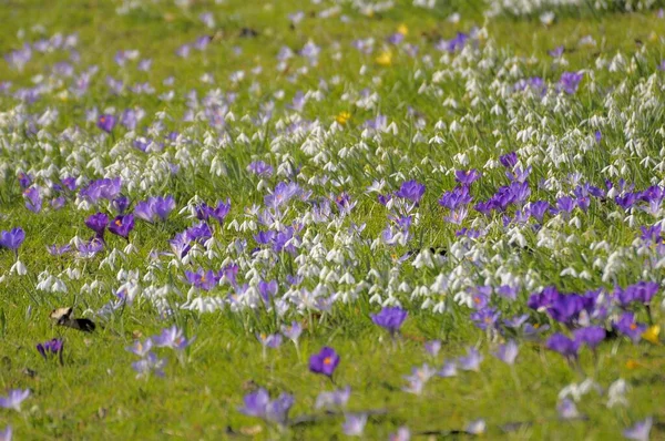 Hóvirág Krokusszal Közönséges Hóvirág Galanthus Nivalis Tavaszi Krokusz Crocus Vernus — Stock Fotó