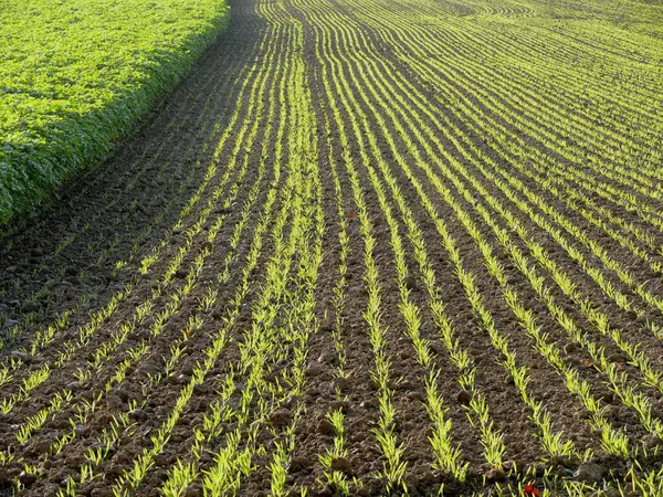 フィールドで冬の小麦を育てる — ストック写真