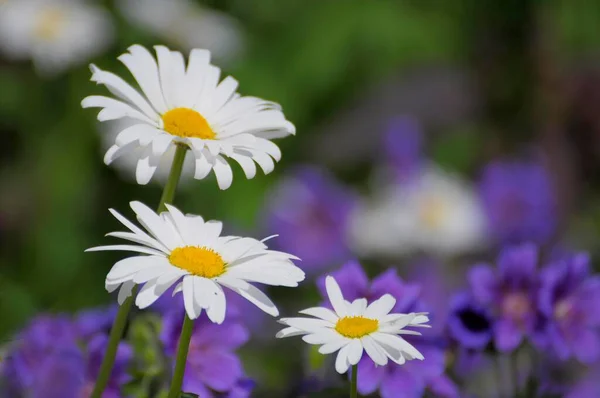 Wiesenmargerite Traurige Blumen Garten Geranien Hybride — Stockfoto