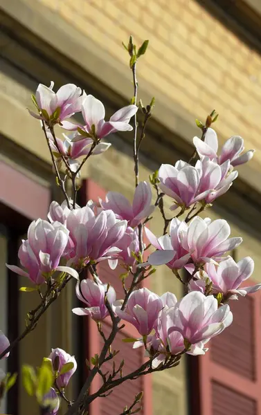 Magnolia Magnolia Blossom Spring Single Blossom Magnolia Front Window Shutter — Stock Photo, Image