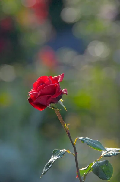Una Sola Rosa Roja Floreciendo Jardín — Foto de Stock