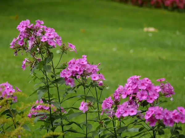 Phlox Fleurissant Dans Jardin — Photo