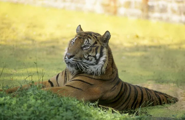 Μικρός Τίγρης Sumatran Panthera Tigris Sumatrae — Φωτογραφία Αρχείου