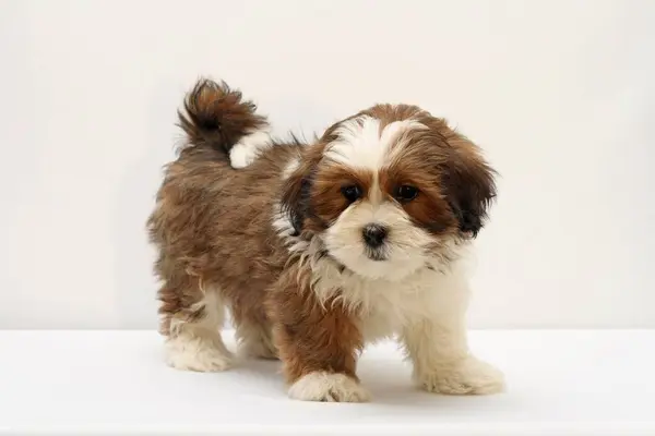 Lhasa Apso Puppy Weken Studio Met Witte Achtergrond — Stockfoto