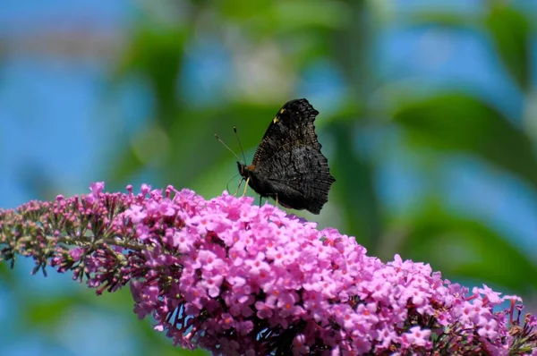 Butterfly : european peacock on butterfly bush, summer lilac, butterfly bush or lilac spear Peacock butterfly (Inachis io)