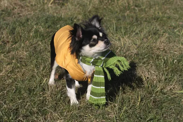 Longhaired Chihuahua Bitch Dog Clothes Meadow — Stock fotografie