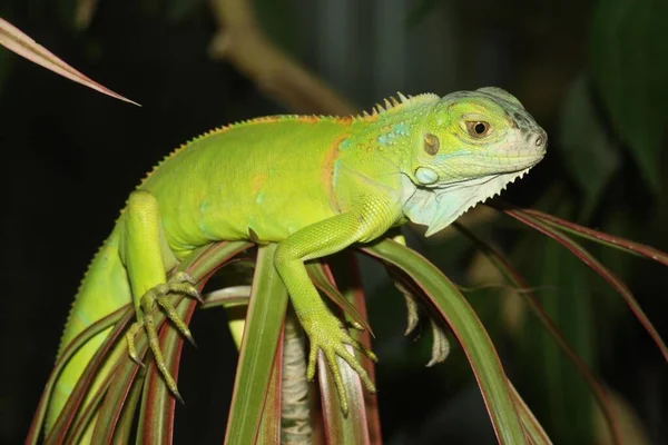 Genç Yeşil Iguana Iguana Iguana Genç Yeşil Iguana — Stok fotoğraf