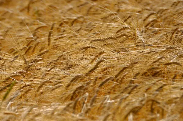Ripe Barley Field Barley Ears — Stock Photo, Image