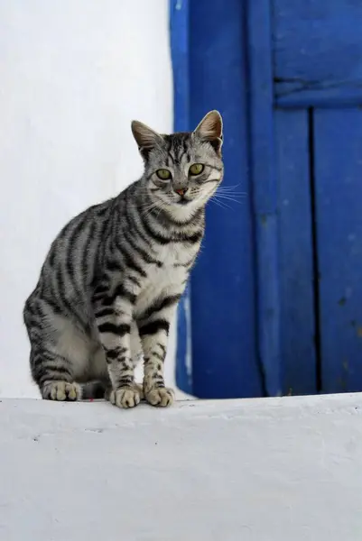 Kot Domowy Srebrny Tabby Siedzi Przed Niebieskimi Drewnianymi Drzwiami Wyspa — Zdjęcie stockowe