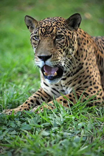 Jaguar Panthera Onca Pantanal Brazil Adult Male Portrait Jaguar Brazil — Stock Photo, Image